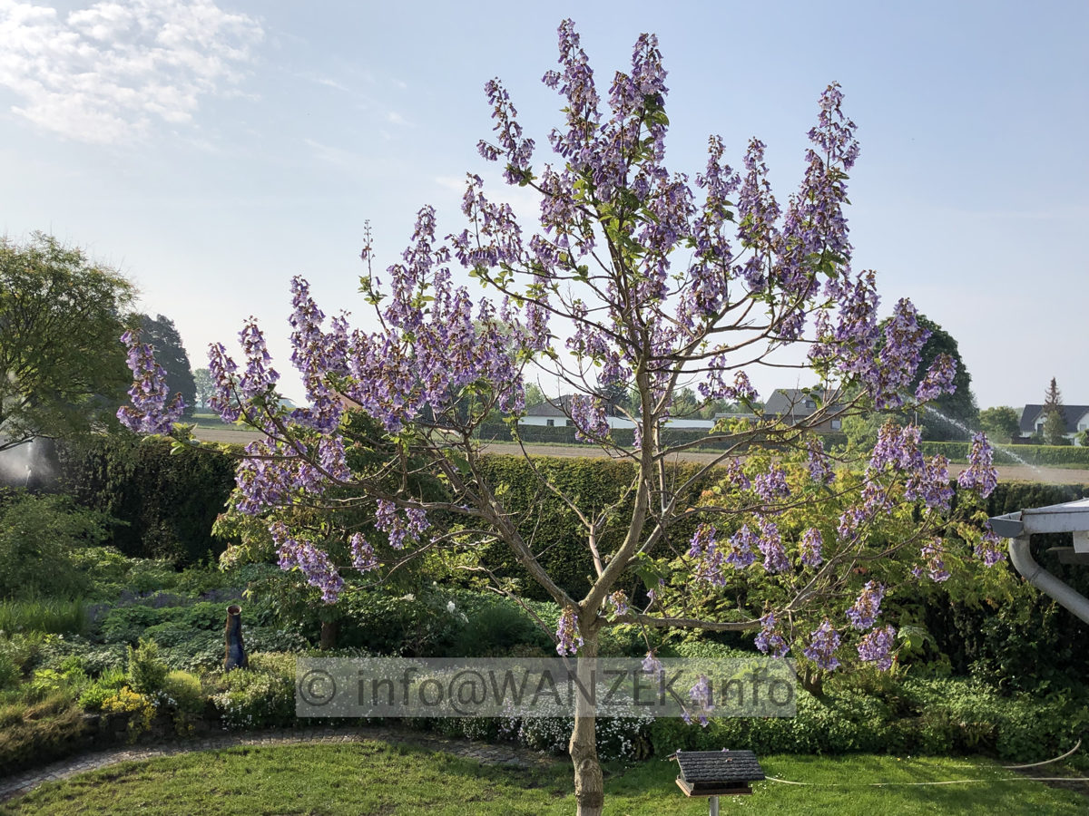 Paulownia tomentosa 015.JPG